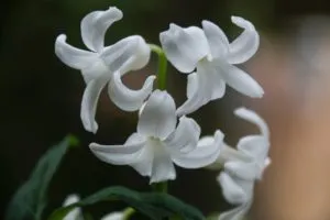 Roślina hodowana w growboxach biała